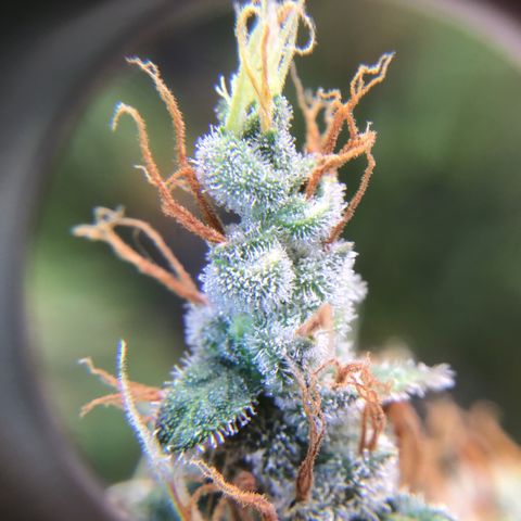 Zkittlez Auto 2022 growlog timeline photo
