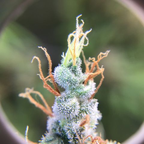 Zkittlez Auto 2022 growlog timeline photo