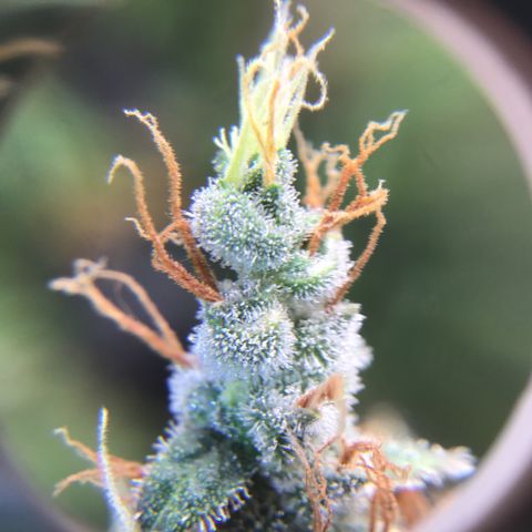Zkittlez Auto 2022 growlog timeline photo
