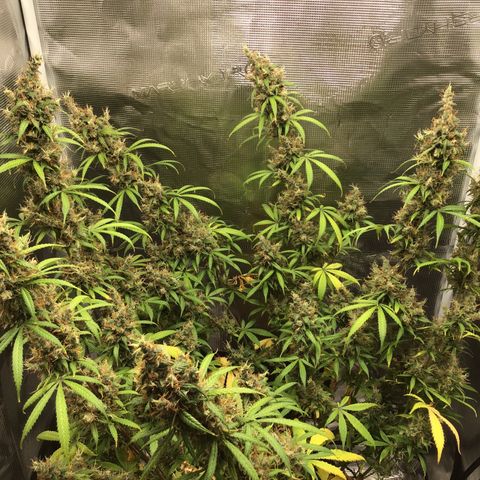 Zkittlez Auto 2022 growlog timeline photo
