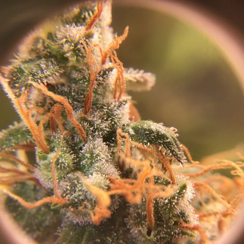 Zkittlez Auto 2022 growlog timeline photo