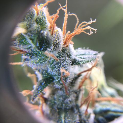 Zkittlez Auto 2022 growlog timeline photo