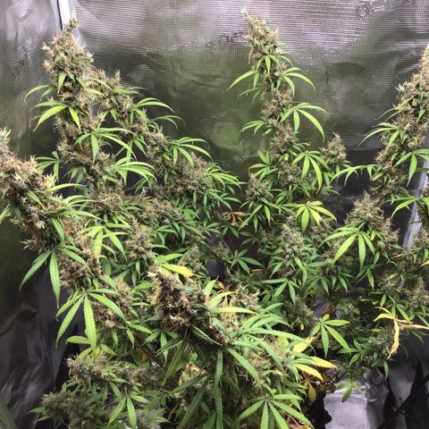Zkittlez Auto 2022 growlog timeline photo