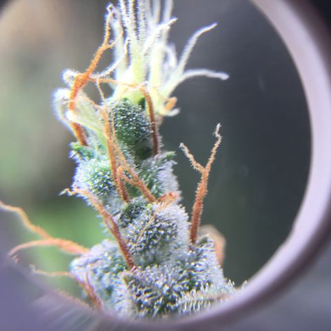 Zkittlez Auto 2022 growlog timeline photo