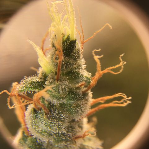 Zkittlez Auto 2022 growlog timeline photo