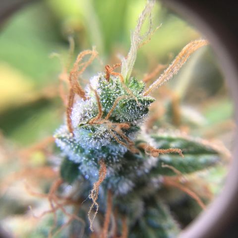 Zkittlez Auto 2022 growlog timeline photo