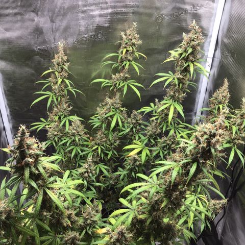 Zkittlez Auto 2022 growlog timeline photo