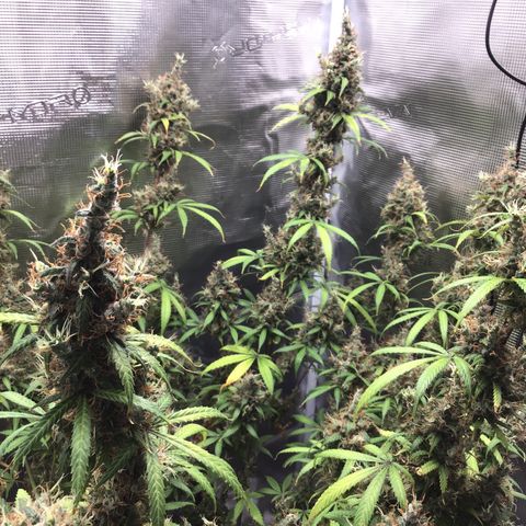 Zkittlez Auto 2022 growlog timeline photo