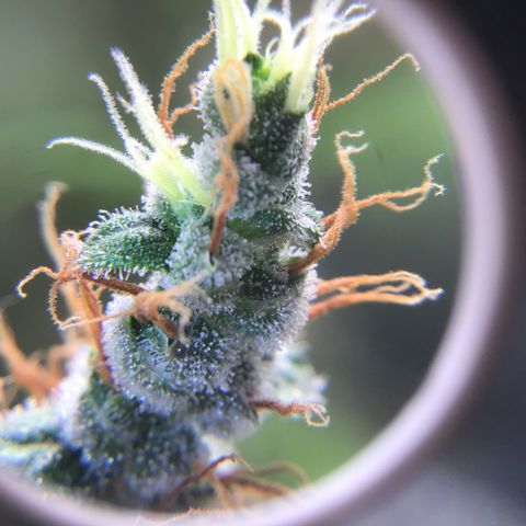 Zkittlez Auto 2022 growlog timeline photo