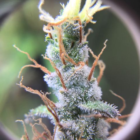 Zkittlez Auto 2022 growlog timeline photo