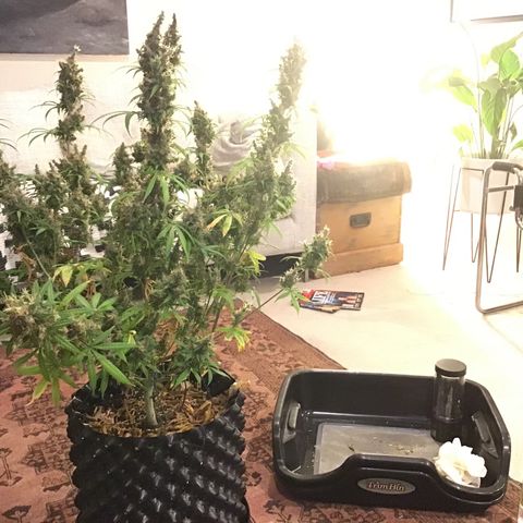 Zkittlez Auto 2022 growlog timeline photo