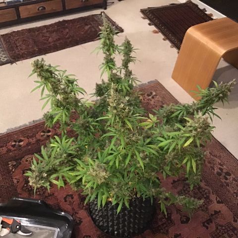 Zkittlez Auto 2022 growlog timeline photo