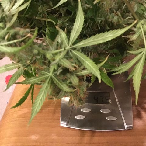Zkittlez Auto 2022 growlog timeline photo