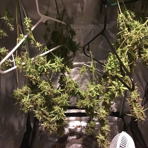 Zkittlez Auto 2022 growlog timeline photo