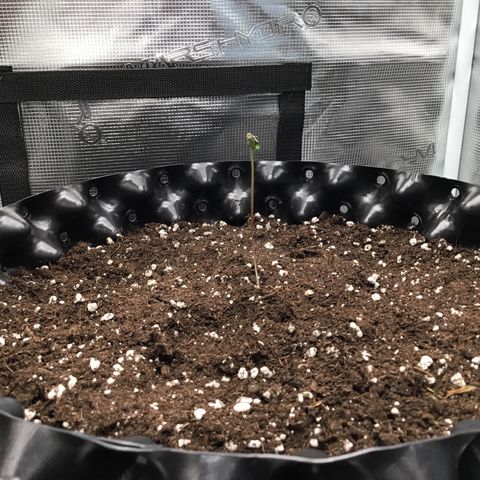 Purple Chill Auto 2023 growlog timeline photo