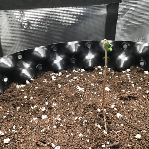 Purple Chill Auto 2023 growlog timeline photo