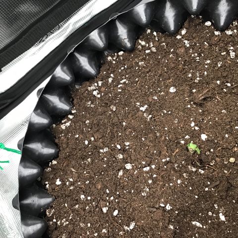 Purple Chill Auto 2023 growlog timeline photo
