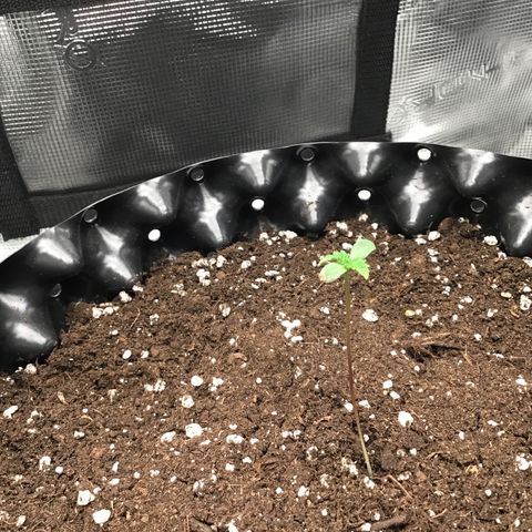 Purple Chill Auto 2023 growlog timeline photo