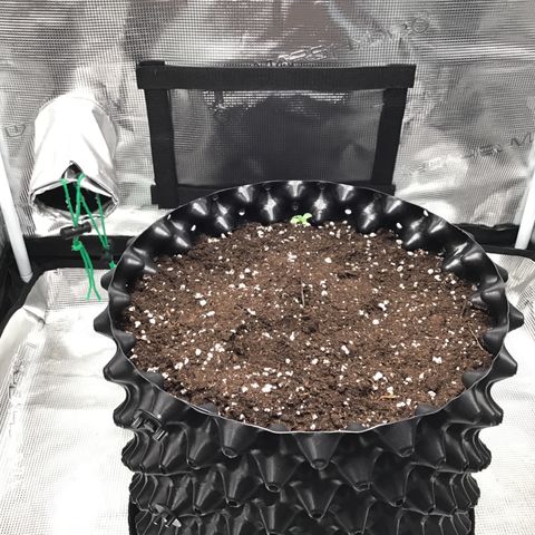 Purple Chill Auto 2023 growlog timeline photo
