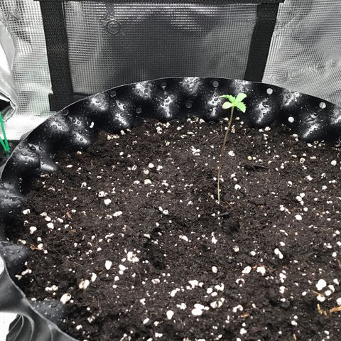 Purple Chill Auto 2023 growlog timeline photo