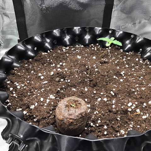 Purple Chill Auto 2023 growlog timeline photo