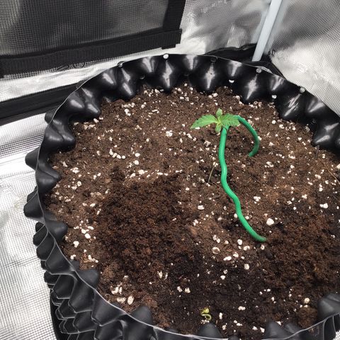 Purple Chill Auto 2023 growlog photo: 12.7 DLI
