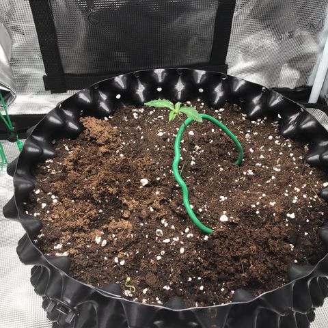 Purple Chill Auto 2023 growlog timeline photo