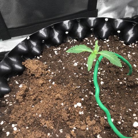 Purple Chill Auto 2023 growlog timeline photo
