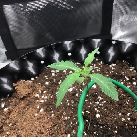 Purple Chill Auto 2023 growlog timeline photo