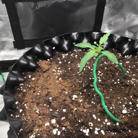 Purple Chill Auto 2023 growlog timeline photo