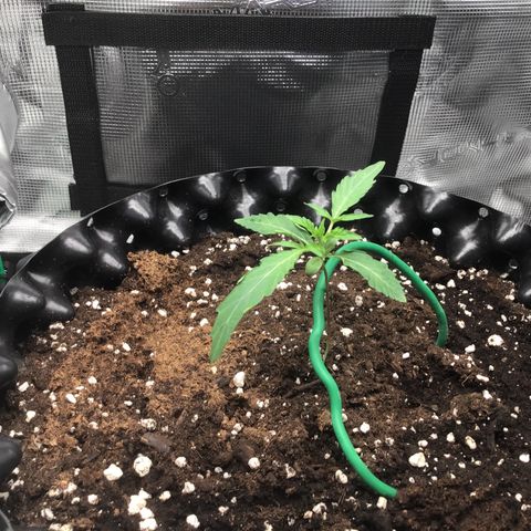 Purple Chill Auto 2023 growlog timeline photo