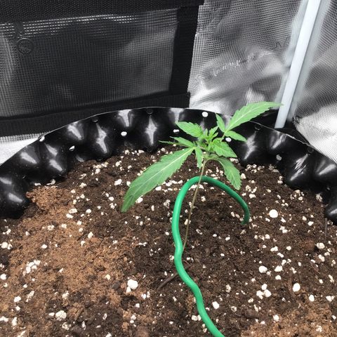 Purple Chill Auto 2023 growlog timeline photo