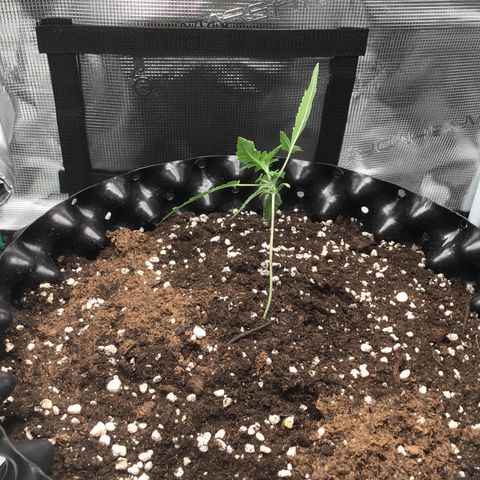 Purple Chill Auto 2023 growlog timeline photo