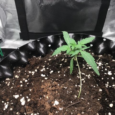 Purple Chill Auto 2023 growlog timeline photo