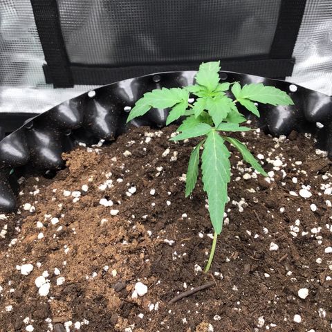 Purple Chill Auto 2023 growlog timeline photo