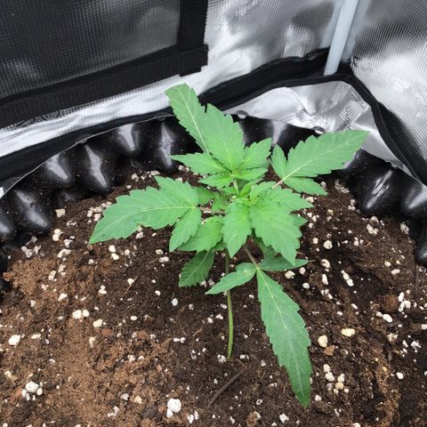 Purple Chill Auto 2023 growlog timeline photo
