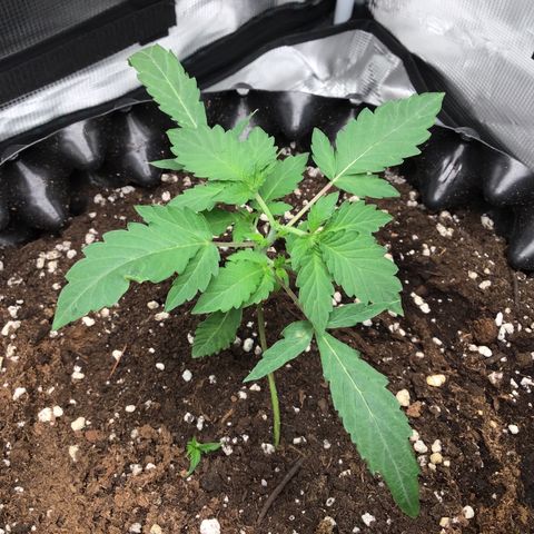 Purple Chill Auto 2023 growlog timeline photo