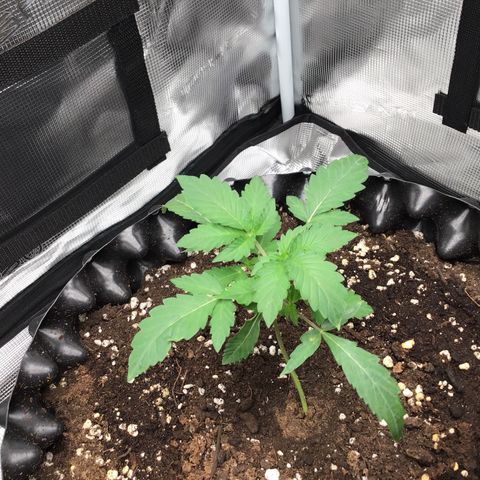 Purple Chill Auto 2023 growlog timeline photo