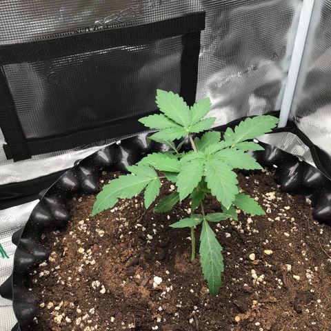 Purple Chill Auto 2023 growlog timeline photo