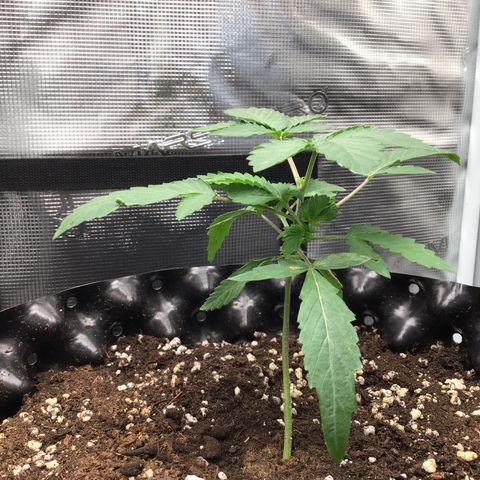Purple Chill Auto 2023 growlog timeline photo