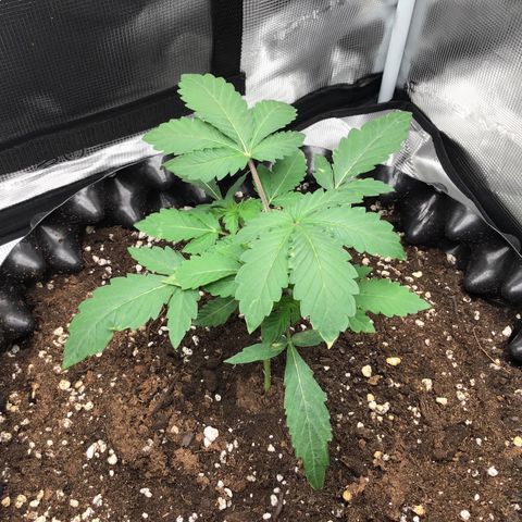 Purple Chill Auto 2023 growlog timeline photo