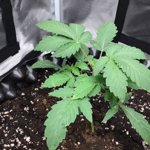 Purple Chill Auto 2023 growlog timeline photo