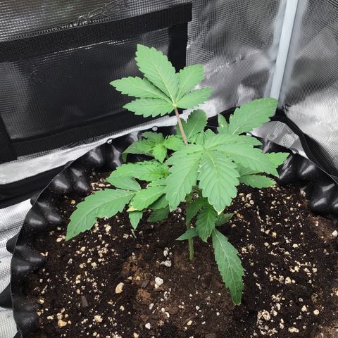 Purple Chill Auto 2023 growlog timeline photo