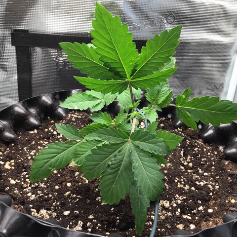 Purple Chill Auto 2023 growlog timeline photo