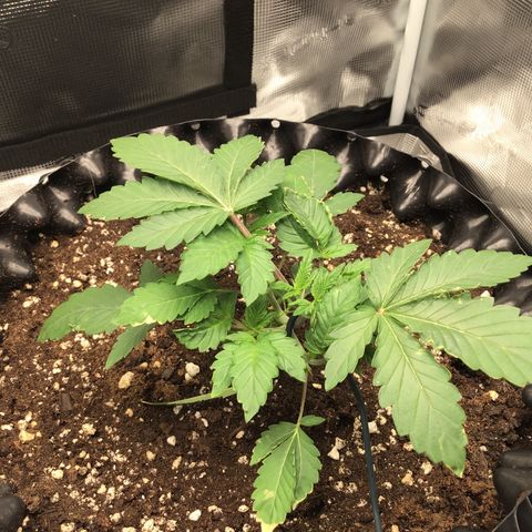 Purple Chill Auto 2023 growlog timeline photo