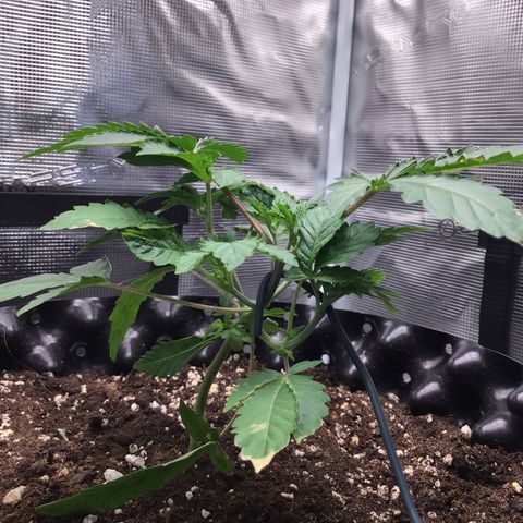 Purple Chill Auto 2023 growlog timeline photo