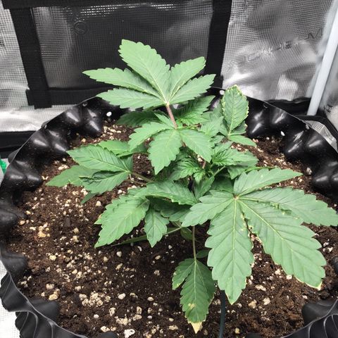 Purple Chill Auto 2023 growlog timeline photo