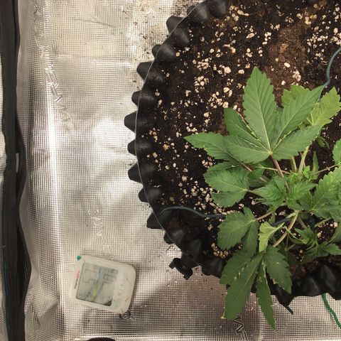 Purple Chill Auto 2023 growlog timeline photo