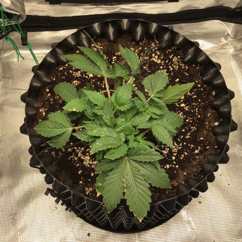 Purple Chill Auto 2023 growlog timeline photo