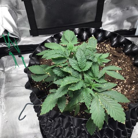 Purple Chill Auto 2023 growlog timeline photo